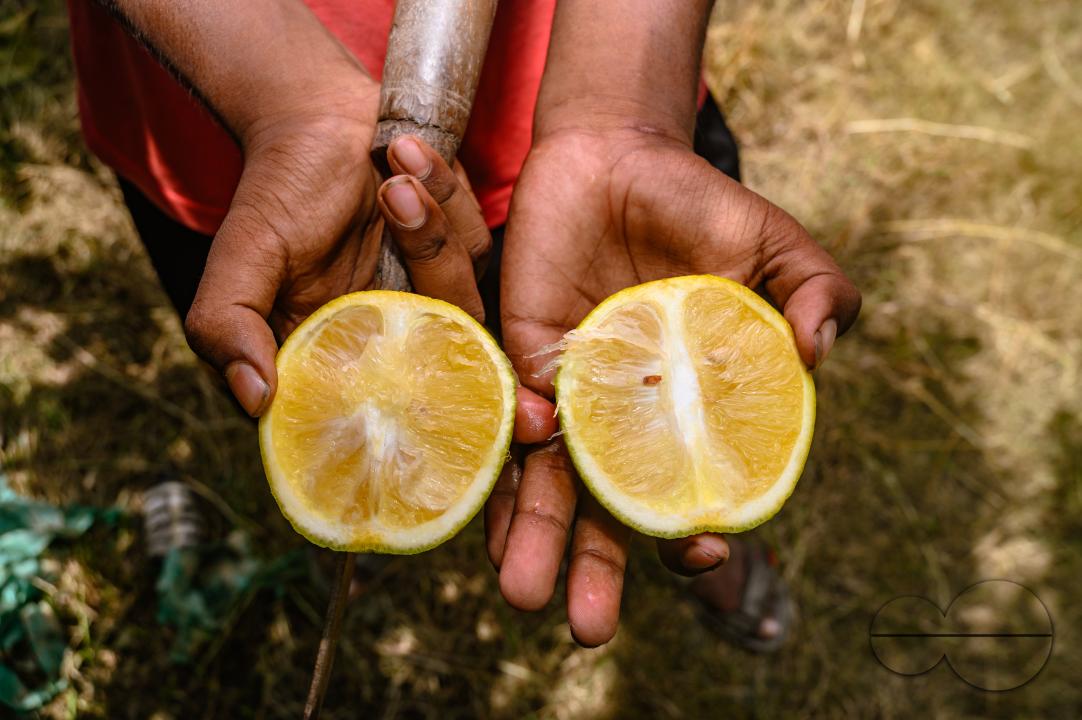 Sweet Malta Orange Fruit Plant or Sweet Malta Lemon is a delicious and easy-to-peel fruit; rich in vitamins, minerals, and antioxidants, and is generally described as tasting like molasses