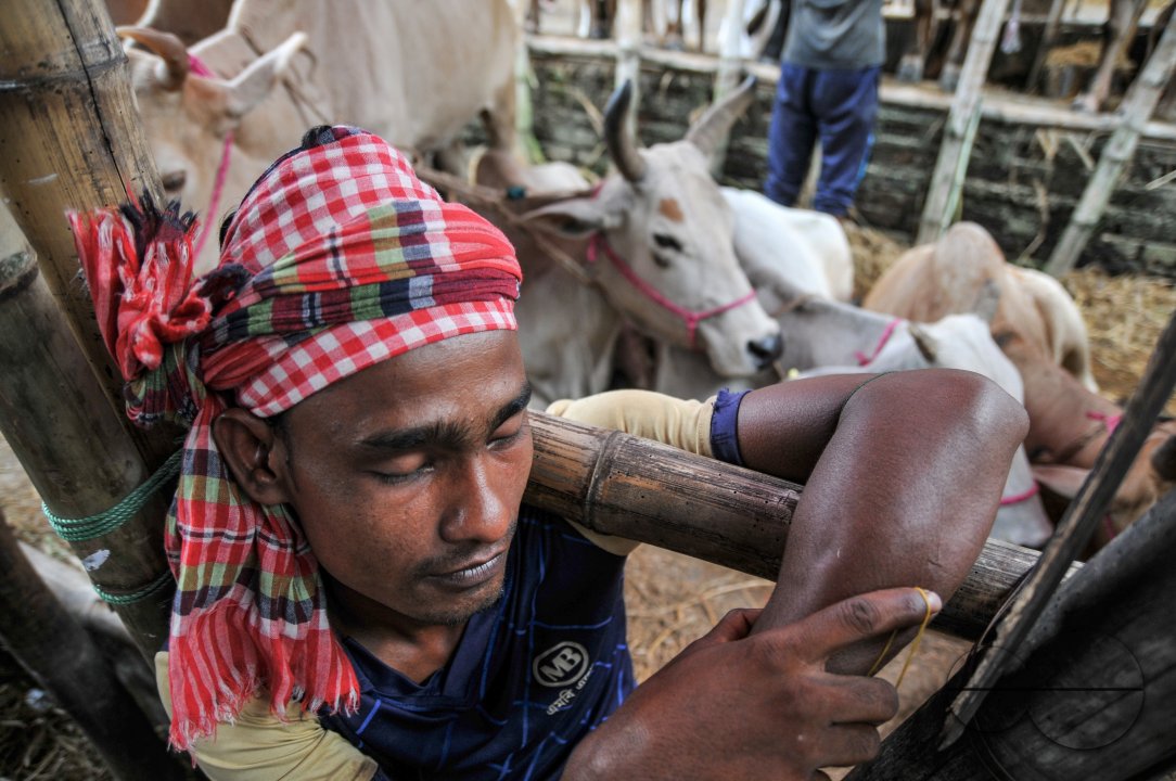 Cow Market