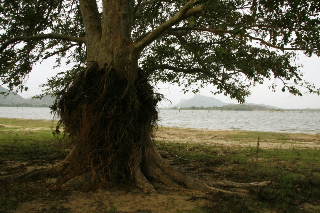 MWC024279