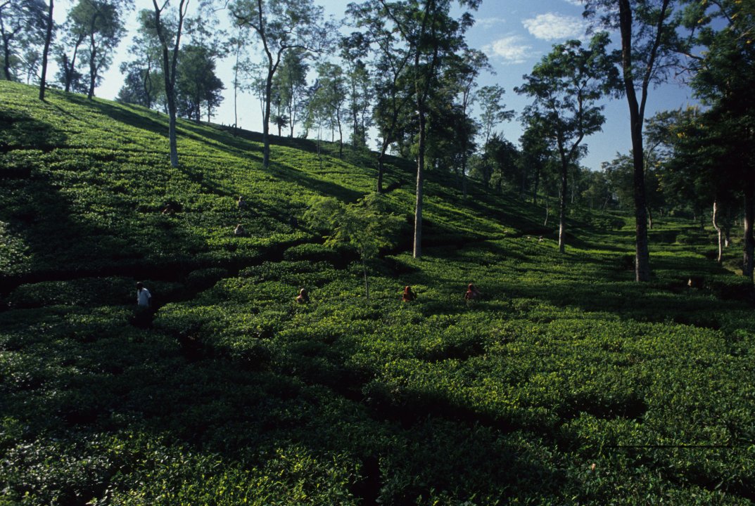 MWC003282