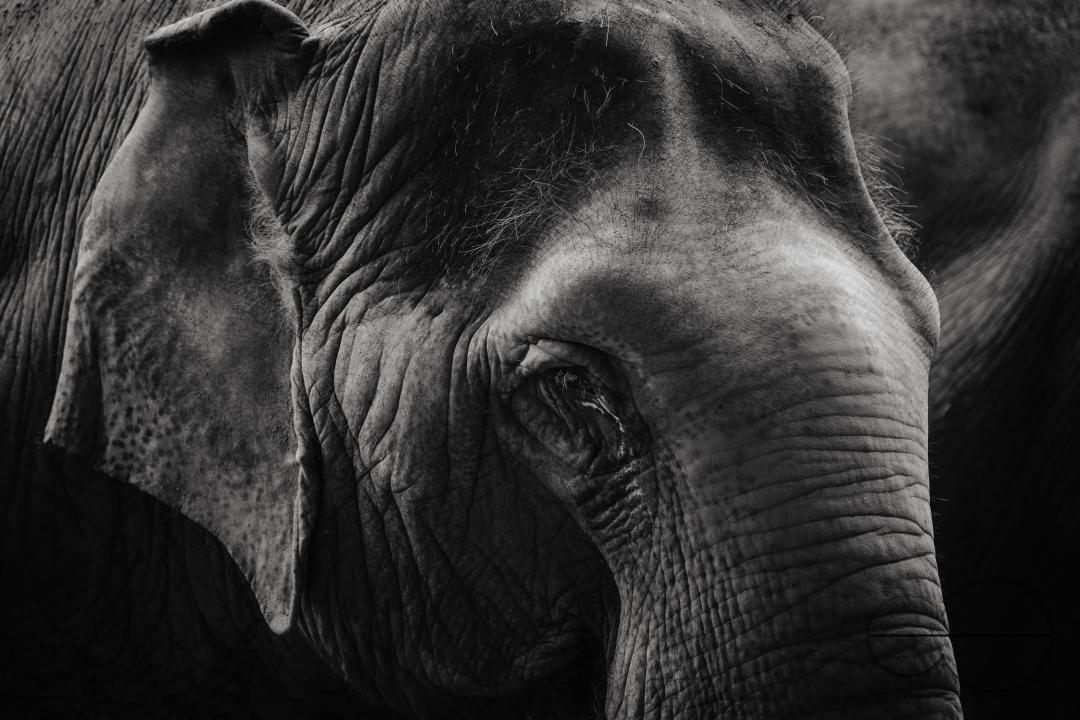 A black & white portrait of an elephant, at the Elephant Nature Park, a rescue and rehabilitation sanctuary for animals that have been abused and exploited, in Chiang Mai, Thailand.
