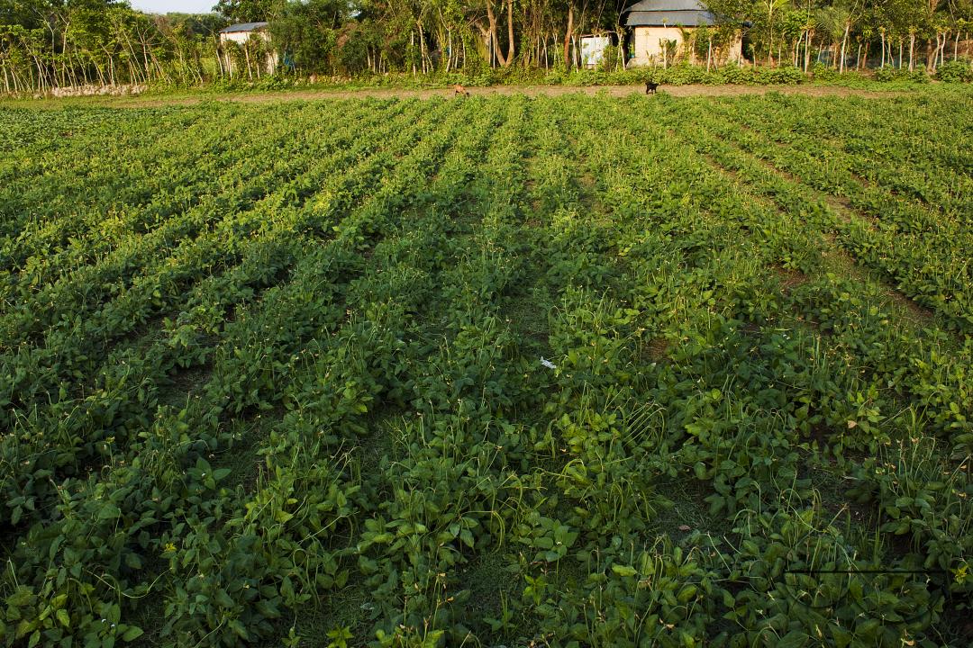 Bangladeshi farmers growing vegetables at a vegetable field