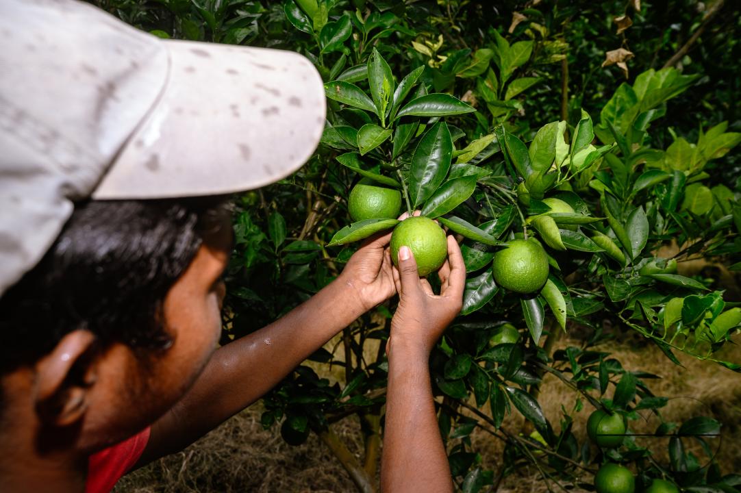 Sweet Malta Orange Fruit Plant or Sweet Malta Lemon is a delicious and easy-to-peel fruit; rich in vitamins, minerals, and antioxidants, and is generally described as tasting like molasses