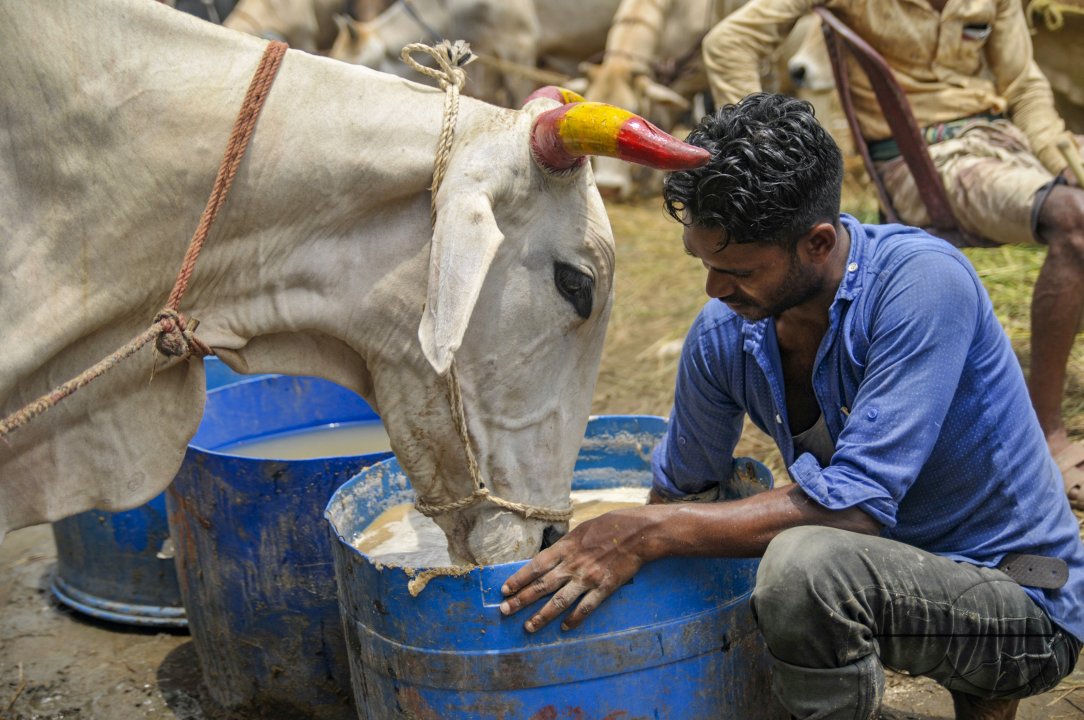 Cow Market