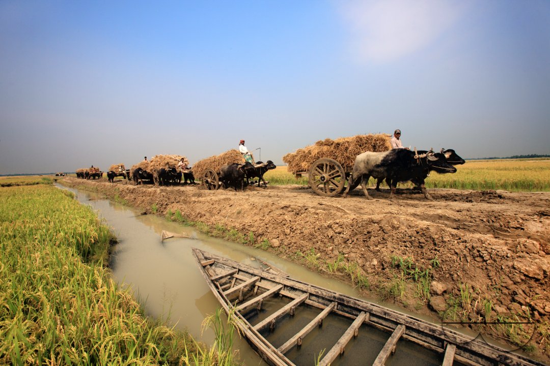 Bull cart