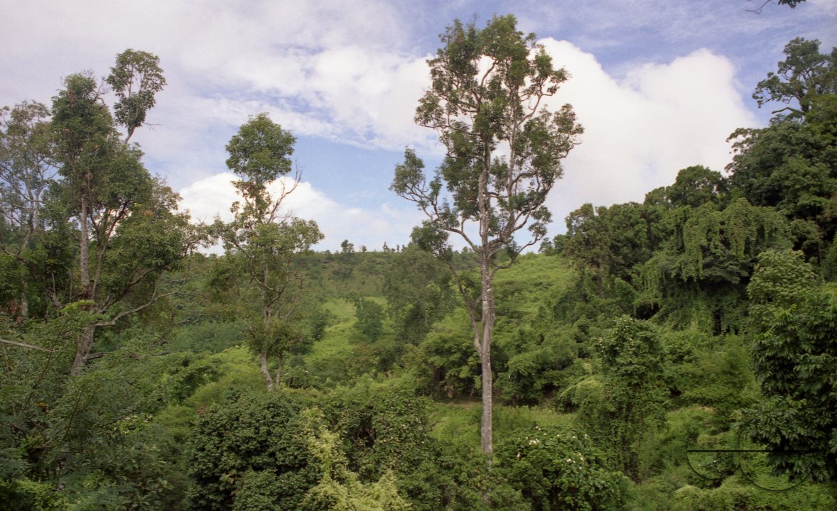 MWC003762