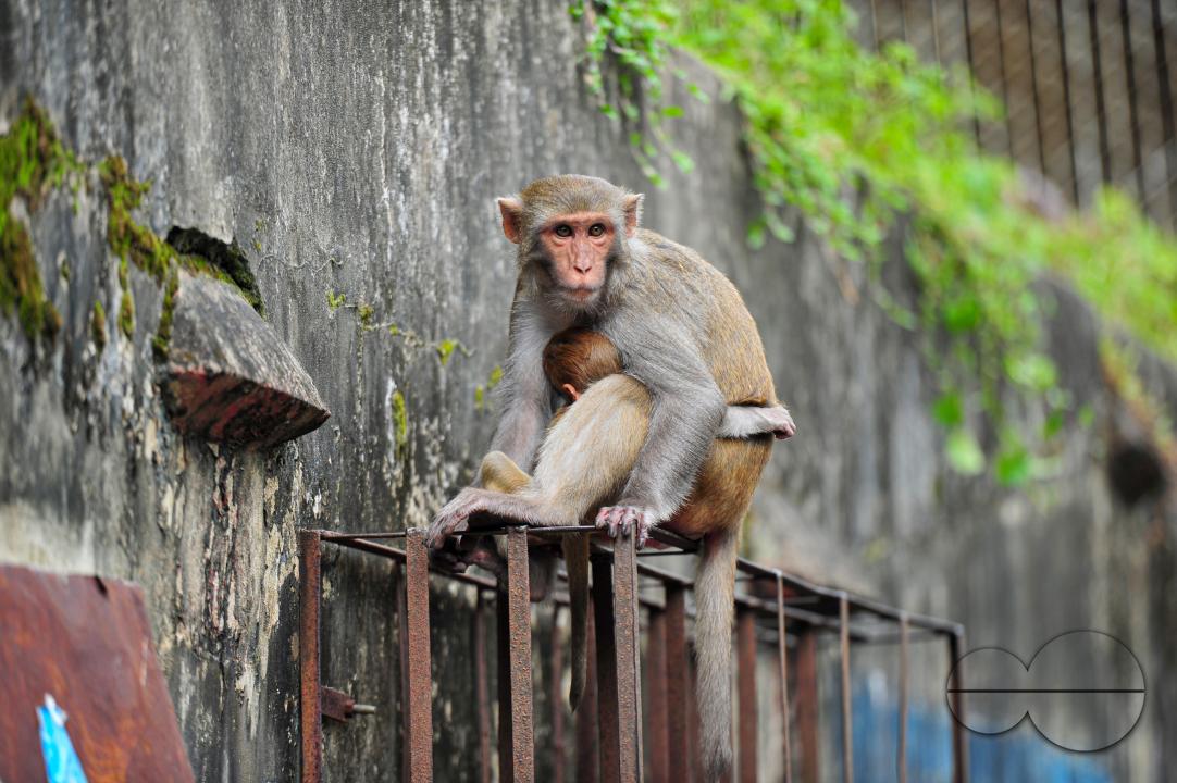 A Rhesus Macaque monkey at the geologist chasnipir (R) Shrine premises is Sylhet