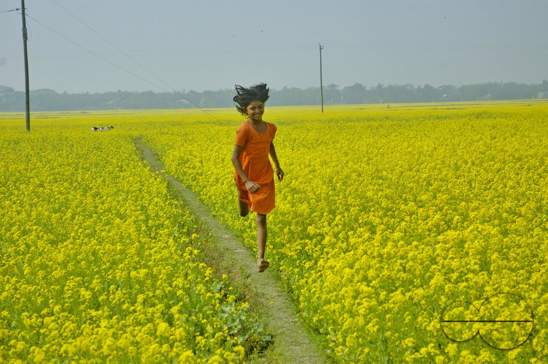 Mustard Field, Singair