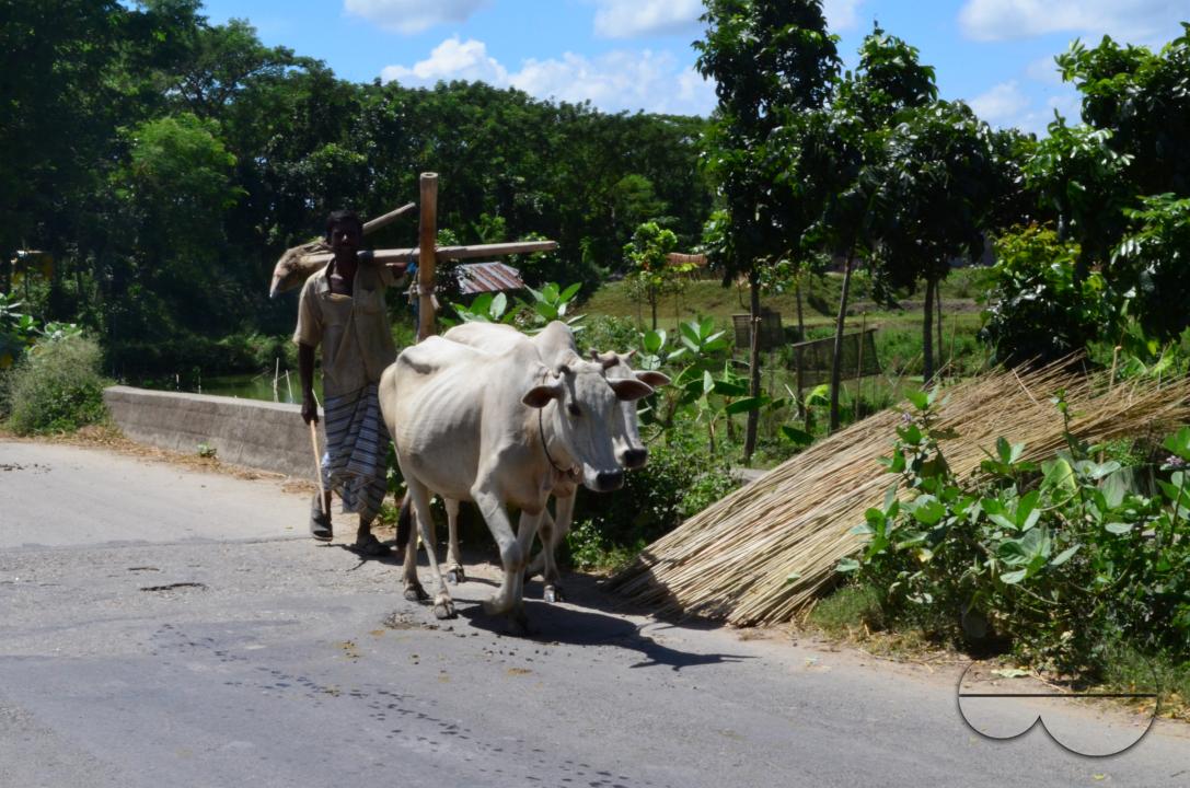 A man taking his cows to the fields in rural Bangladesh.