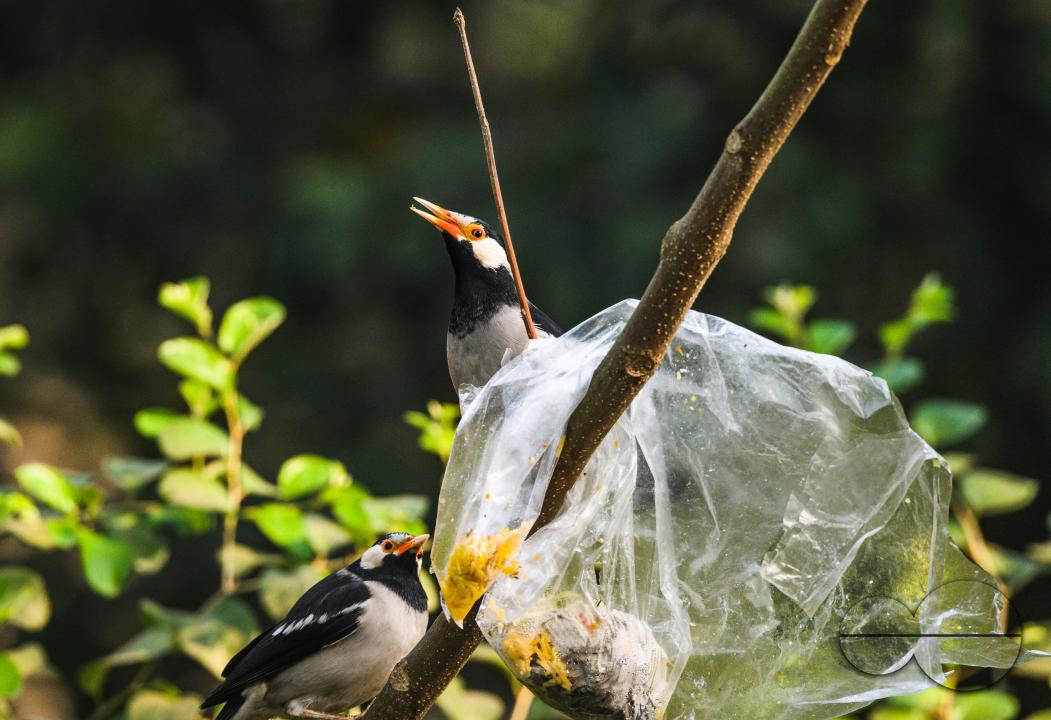 A polythene bag of food is stuck on a tree