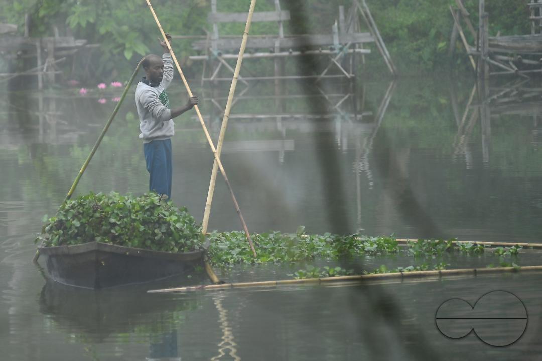 A worker collects plankton on a foggy morning at the MBB College lake at Agartala