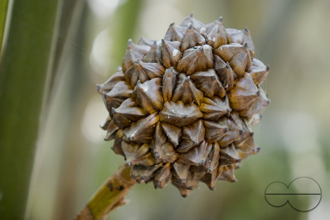 NIpa Palm: Golpata