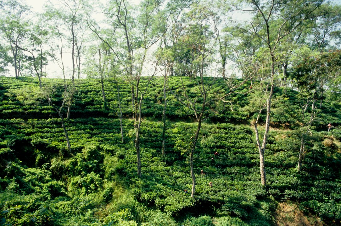 MWC002914