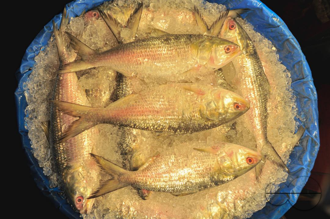People buy Hilsa fish at the Lalbazar fish market in Sylhet city
