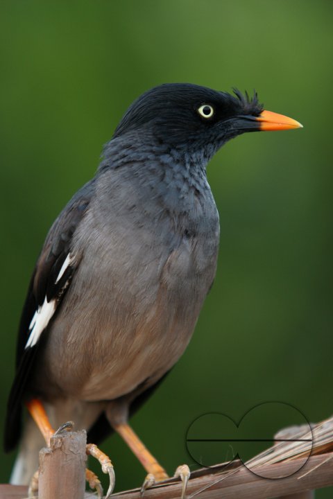Bird_Bangladesh