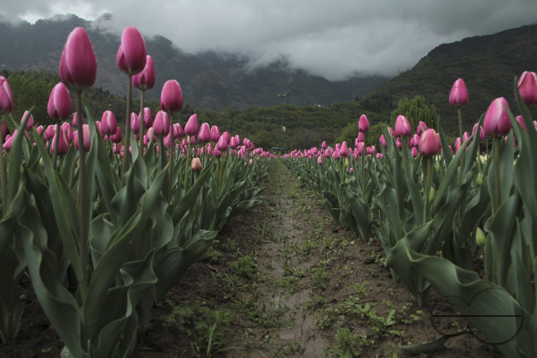 Tulip Garden Srinagar