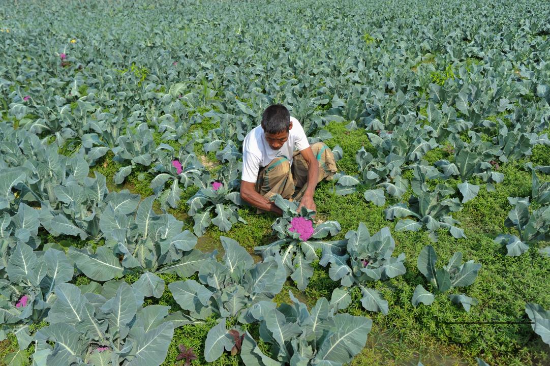A young farmer with Valentina and Corotina, 2 varieties of cauliflower, which are Anti-diabetic and anti-cancer grown on his fields