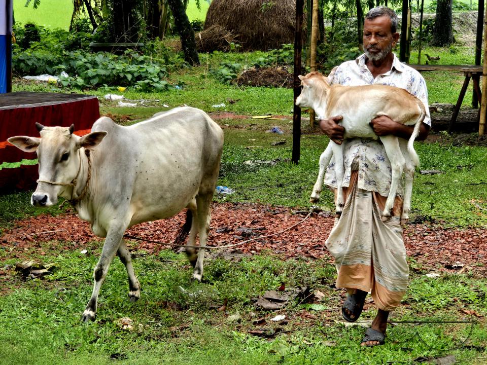 A ten day old calf is closely watched and comforted by its mother, as it is carried by the farmer from their stable to an outside field