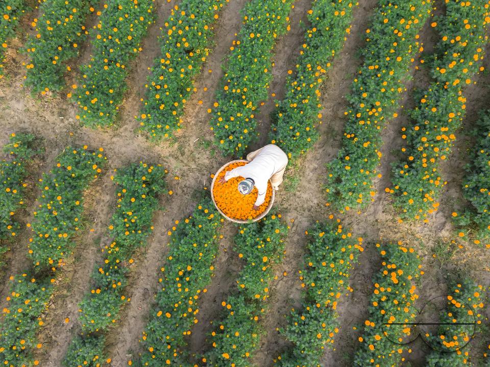 Marigold flowers at a flower garden in Jhikargacha upazila of Godkhali Union of Jessore