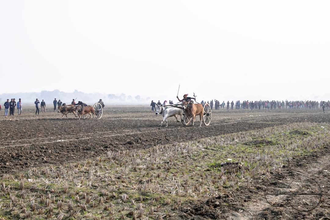Bullock-carts traditional racing competition at a rural area in Jessore