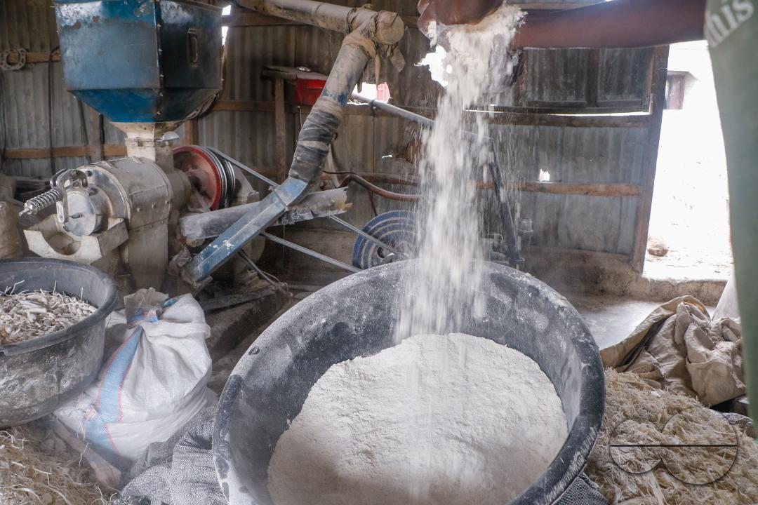 Females in Abuja are struggling and making strides in a local cassava processing factory under difficult conditions to produce flour as they wash out chaff from fermented cassava