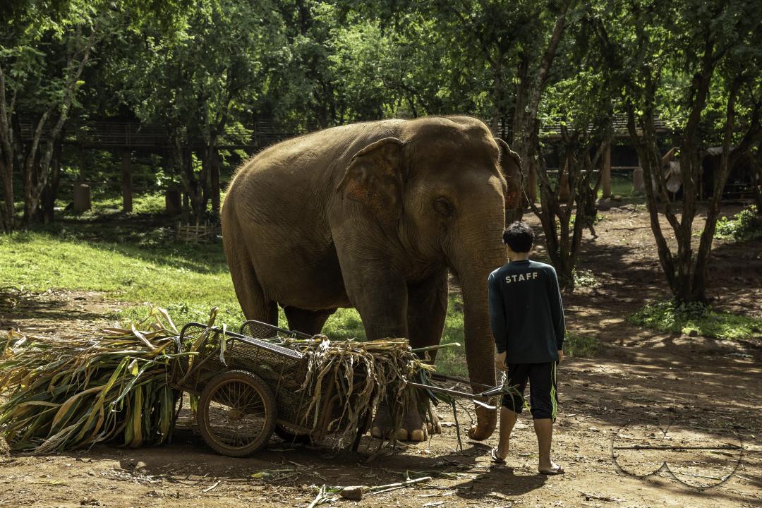A rescue elephant near her caretaker, at the Elephant Nature Park, a rescue and rehabilitation sanctuary for animals that have been abused and exploited, in Chiang Mai, Thailand.