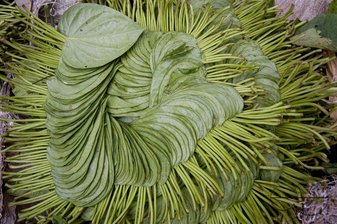 Betel leaf_Bangladesh