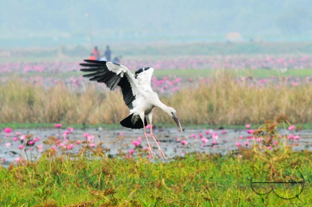 On a foggy winter morning in Jaintapur Upazila in the foothills of Meghalaya bordering Bangladesh, Snail-Shelled birds are roaming in Dibir Haor