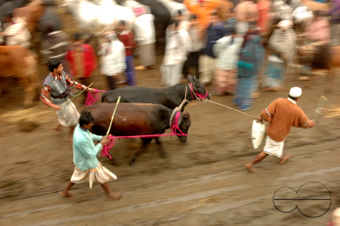 MWC009264