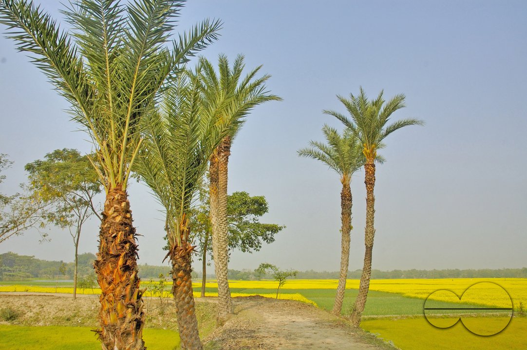 Mustard Field, Singair