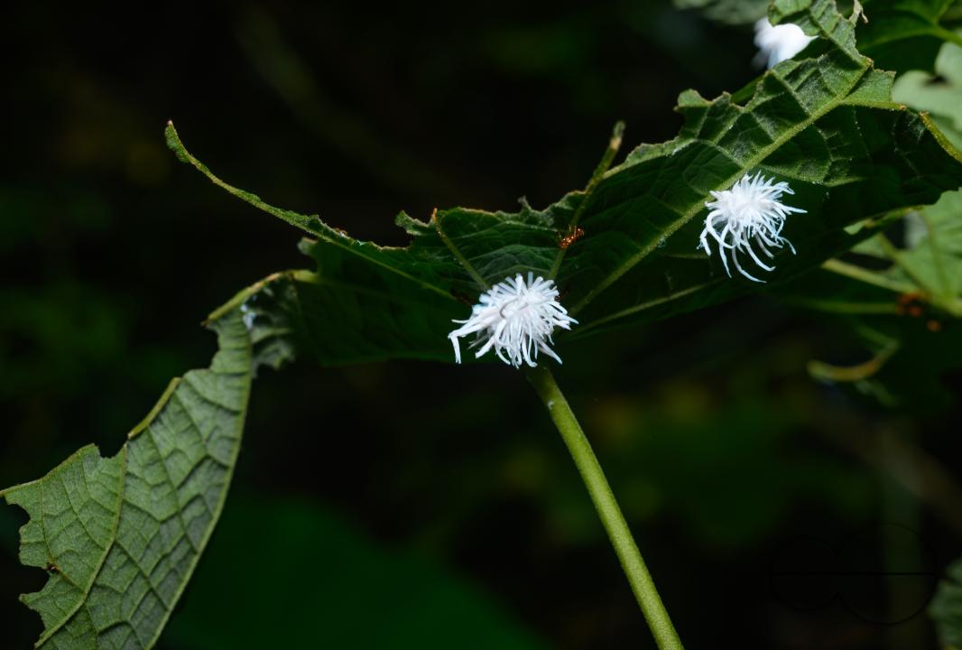 Coccinellidae, known as ladybugs or ladybird beetles, is a widespread family of small beetles