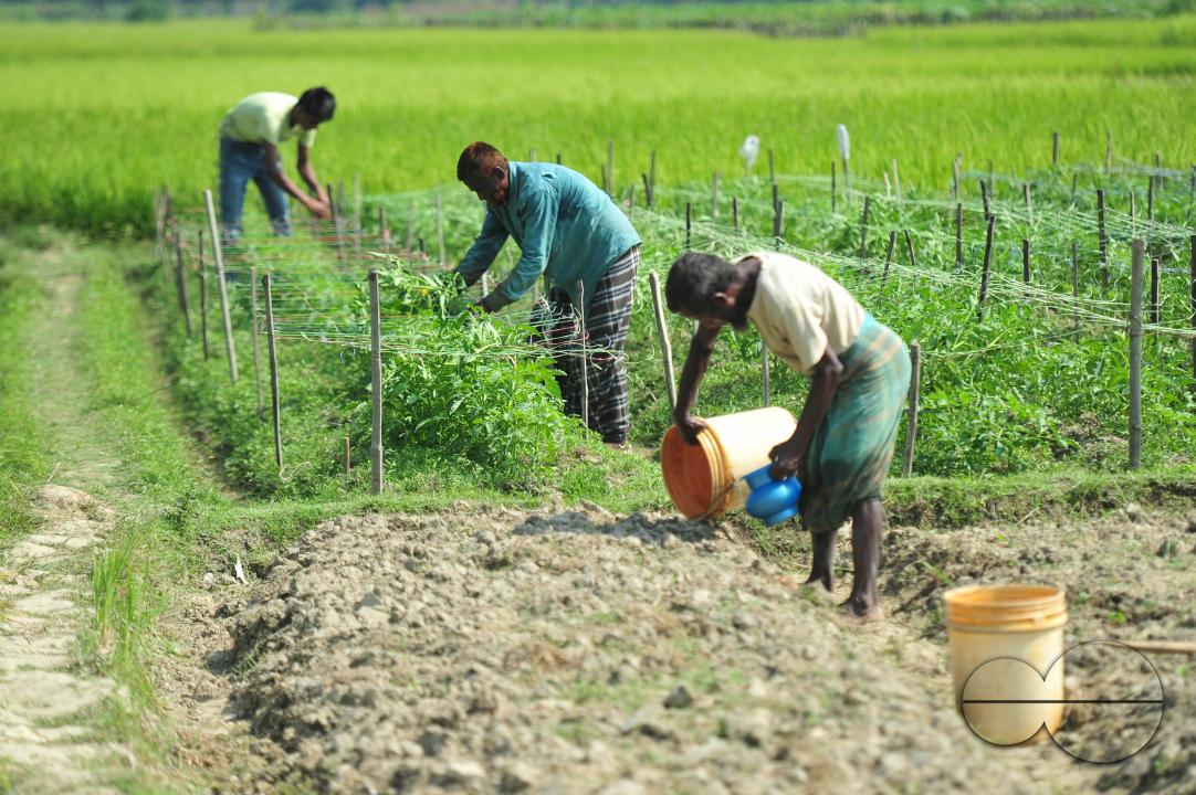 60-year-old Zamir Ali is harvesting tomatoes at a field in Bade Ali village Kandigao Union of Sylhet Sadar Upazila