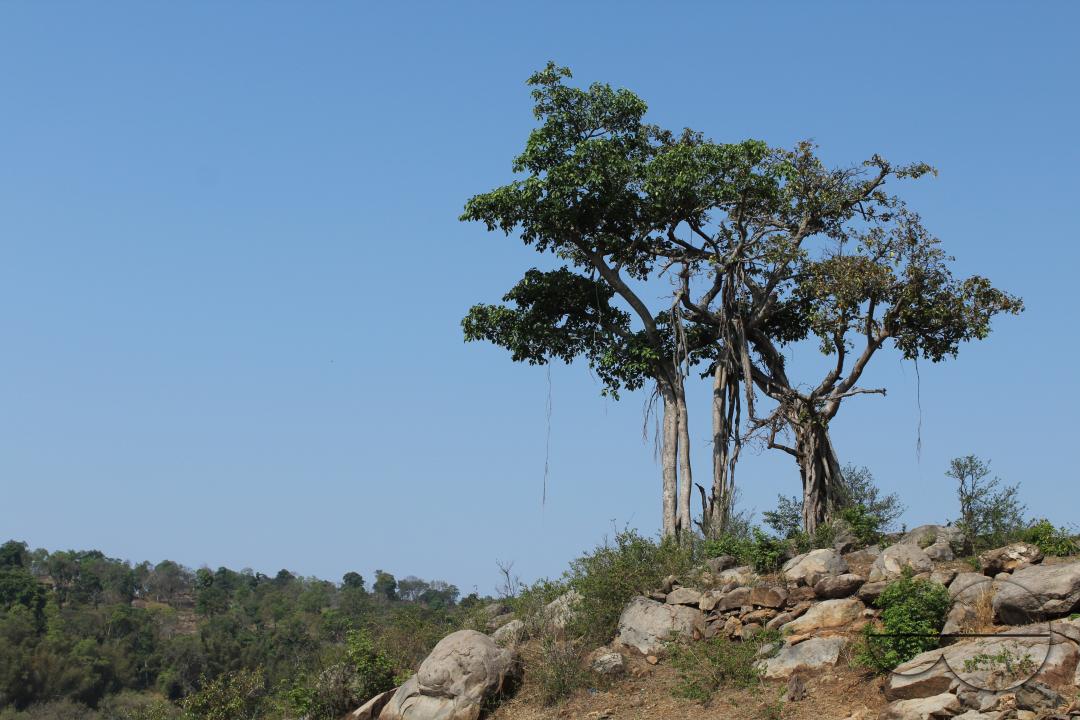 MWC045763