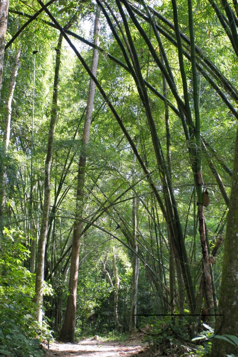 MWC004408
