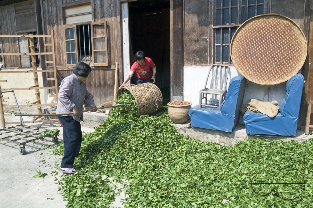 CHINA Drying tea leaves  after harvest  in Fujian province.