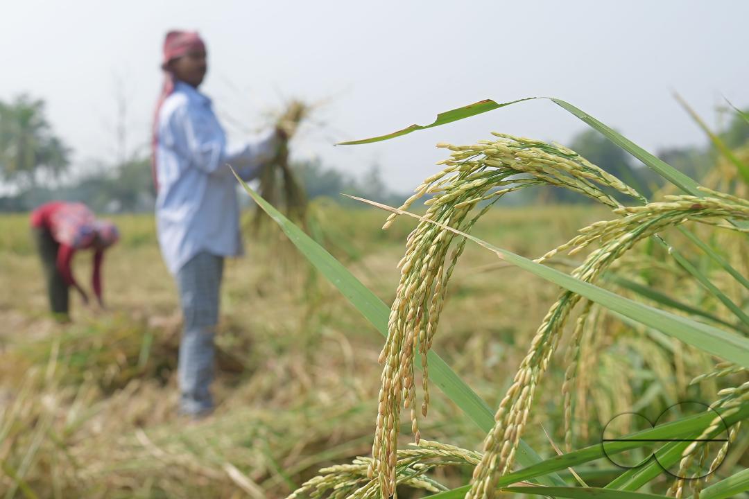 Farmers harvest paddy at a field in Shanmura village, on the outskirts of Agartala