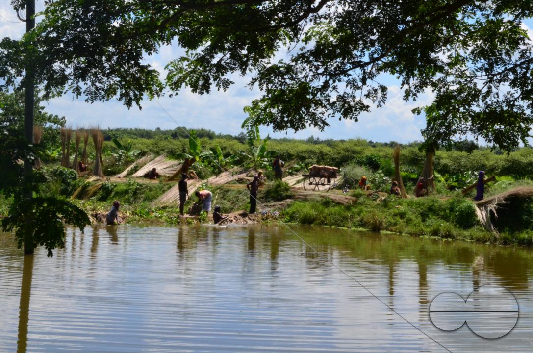 Farmers in Pabna have found an added income from selling jute sticks from jute fibres in the area, thanks to the rise of its commercial use
