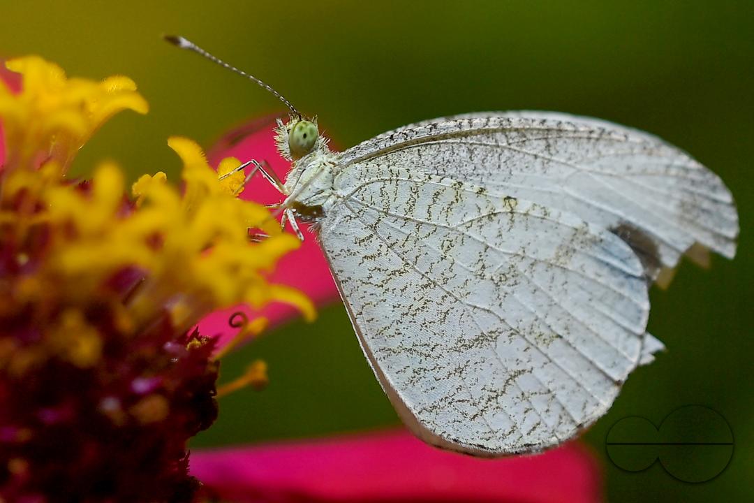 A butterfly is collecting nectar from a flower in Agartala