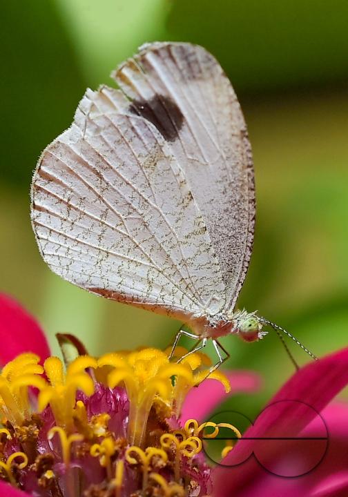 A butterfly is collecting nectar from a flower in Agartala