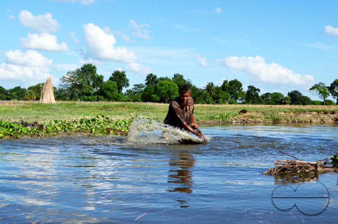 Farmers in Pabna have found an added income from selling jute sticks from jute fibres in the area, thanks to the rise of its commercial use