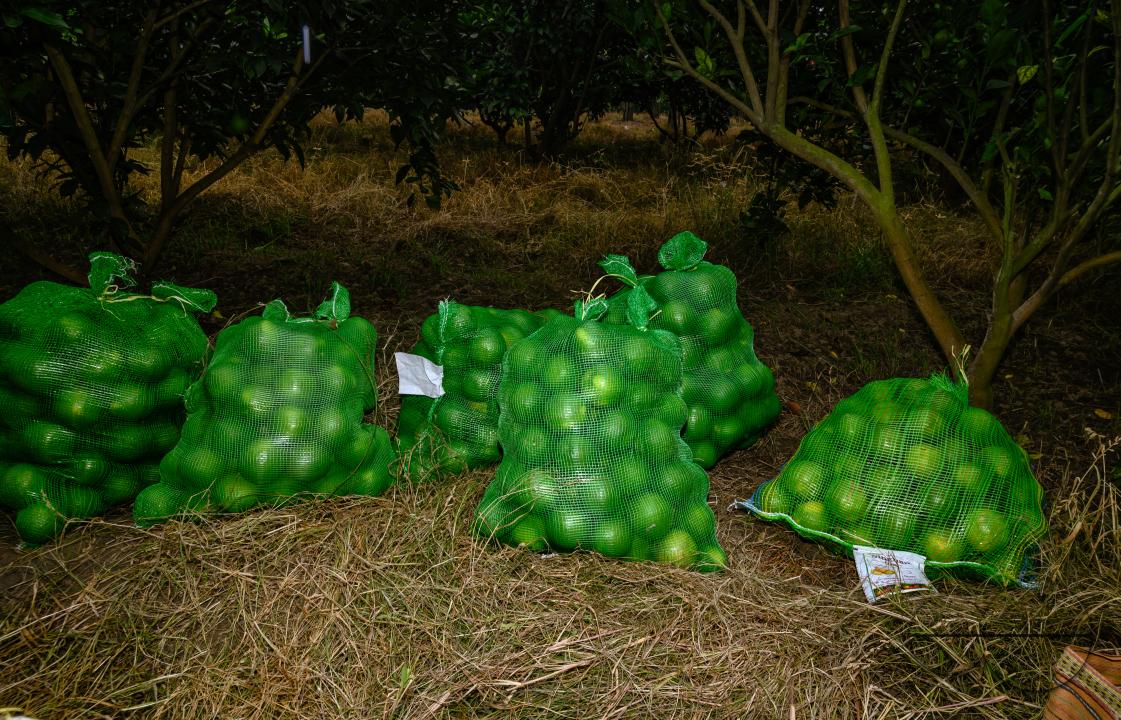 Sweet Malta Orange Fruit Plant or Sweet Malta Lemon is a delicious and easy-to-peel fruit; rich in vitamins, minerals, and antioxidants, and is generally described as tasting like molasses