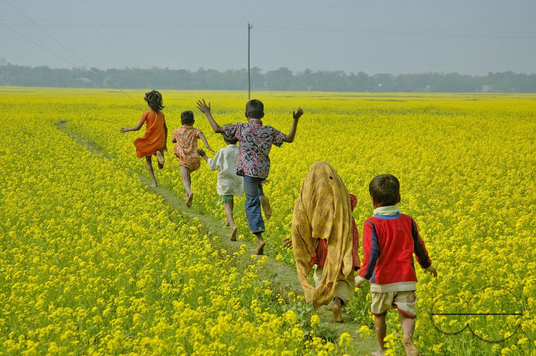 Mustard Field, Singair
