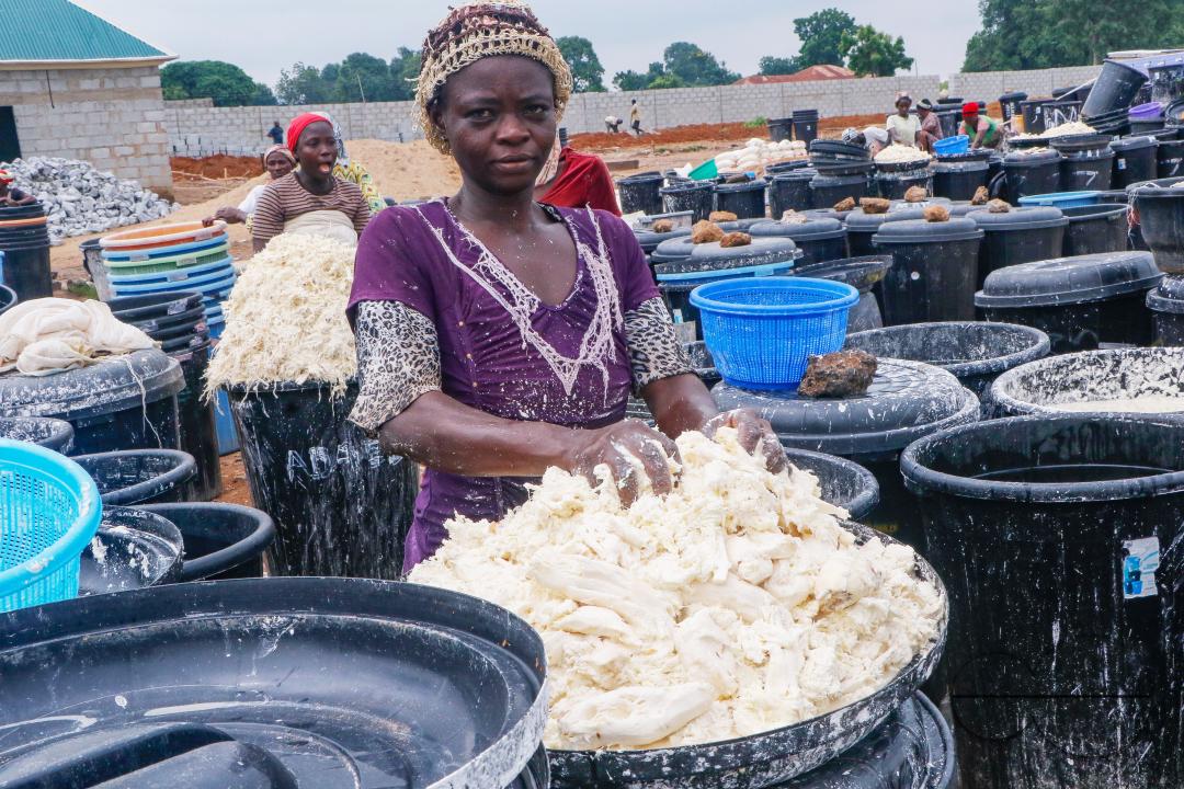 Females in Abuja are struggling and making strides in a local cassava processing factory under difficult conditions to produce flour as they wash out chaff from fermented cassava
