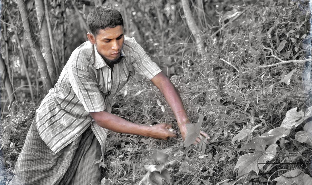 A man plucking vegetables in a garden