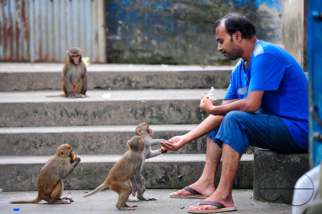 A Rhesus Macaque monkey at the geologist chasnipir (R) Shrine premises is Sylhet