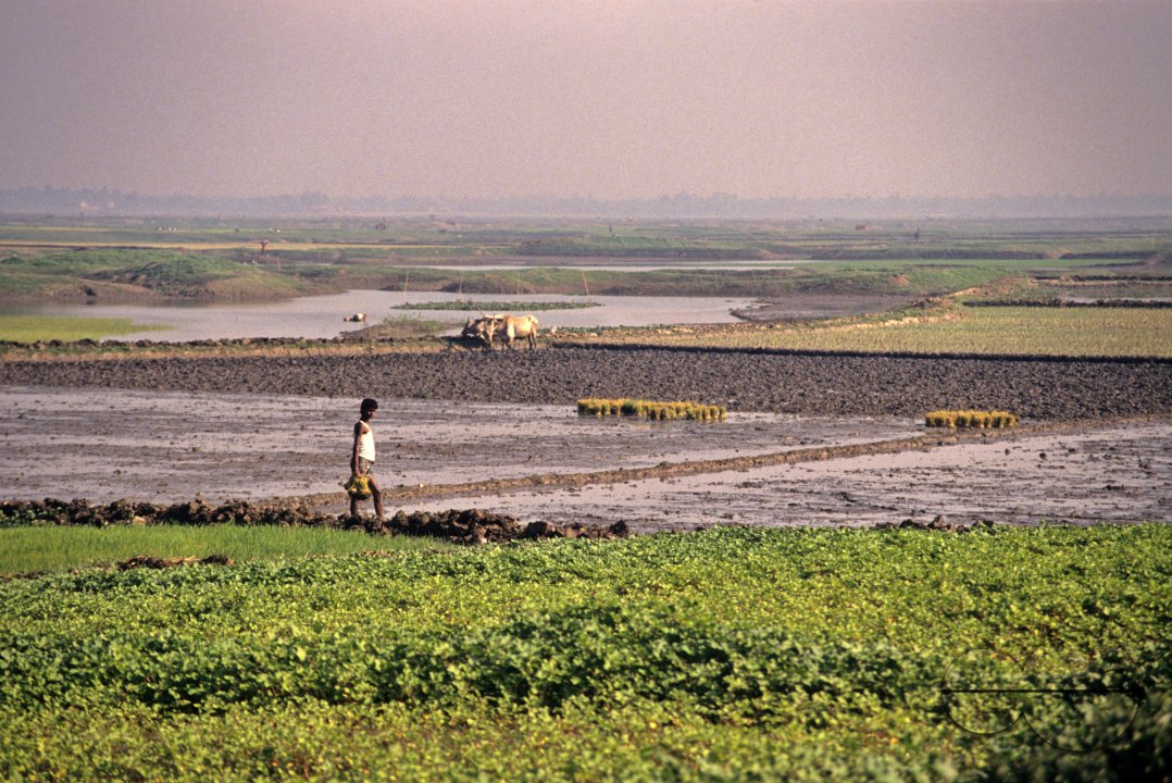MWC002804
