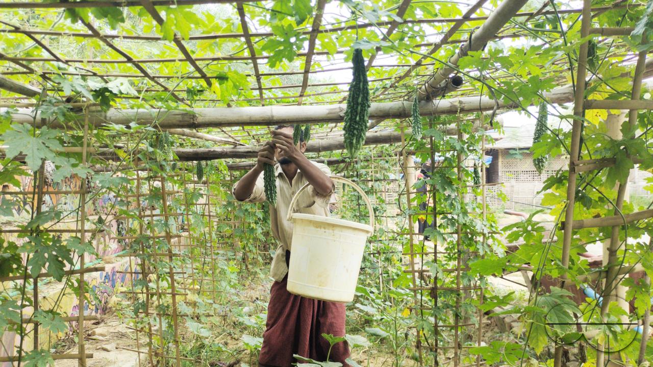 People plant vegetable and fruit trees for food at the Balukhali refugee camp