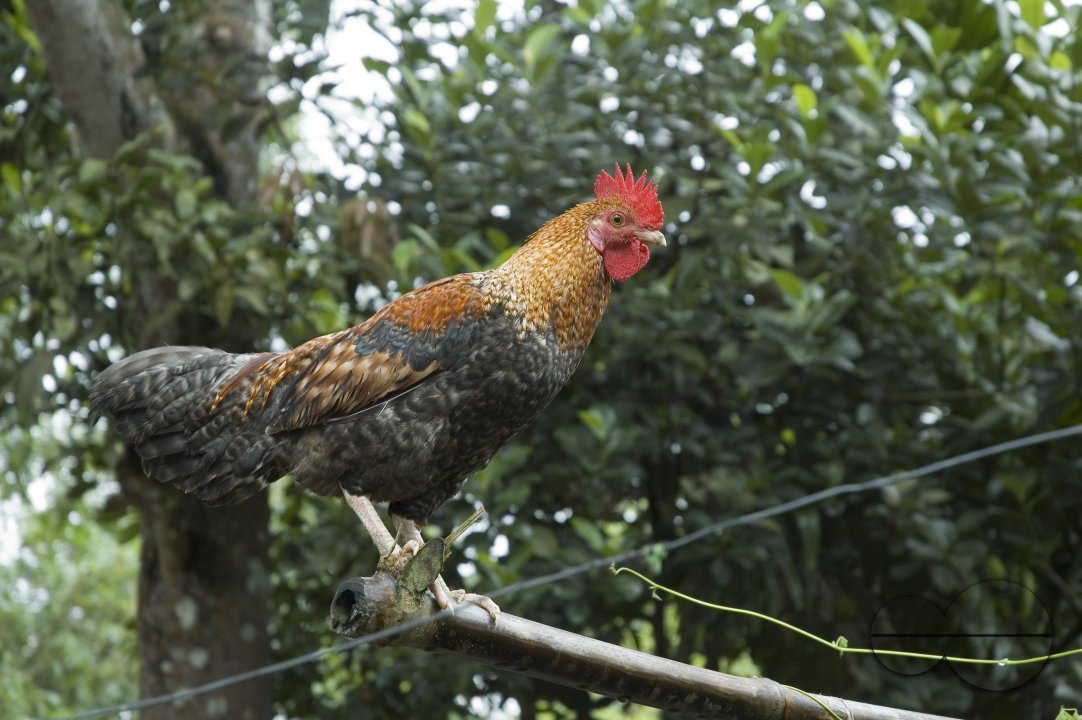Cock