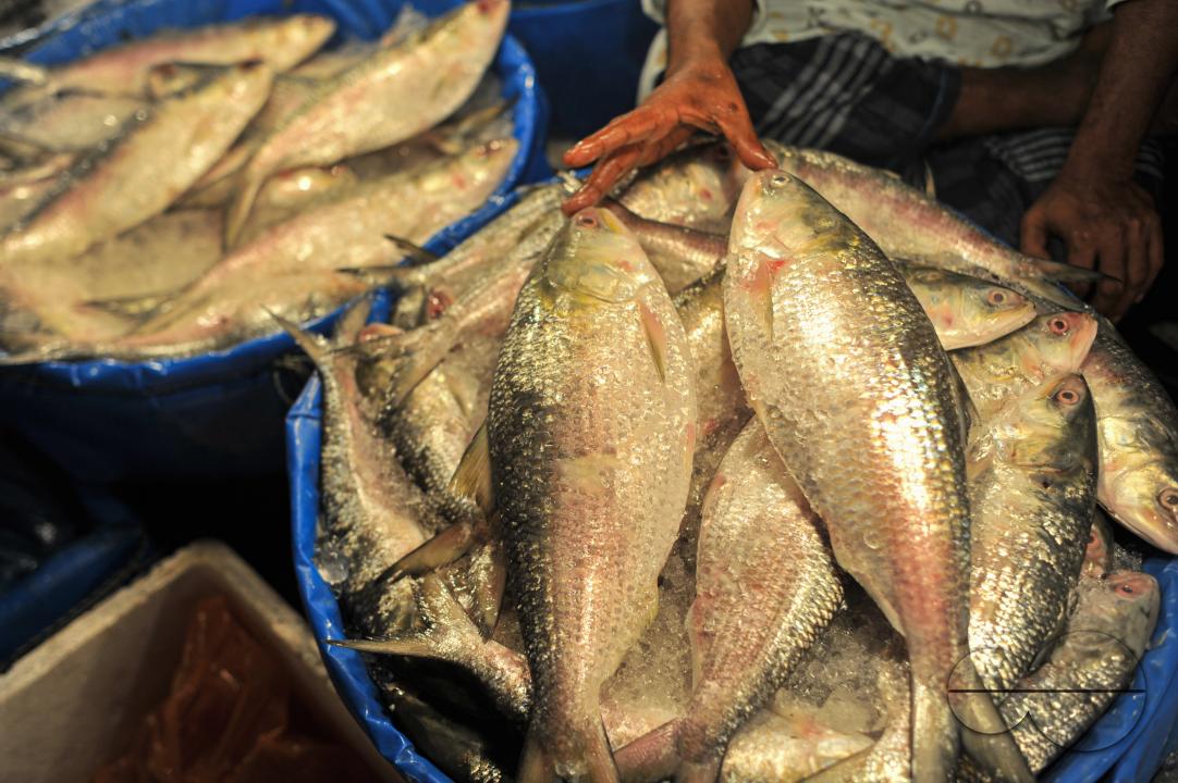 People buy Hilsa fish at the Lalbazar fish market in Sylhet city