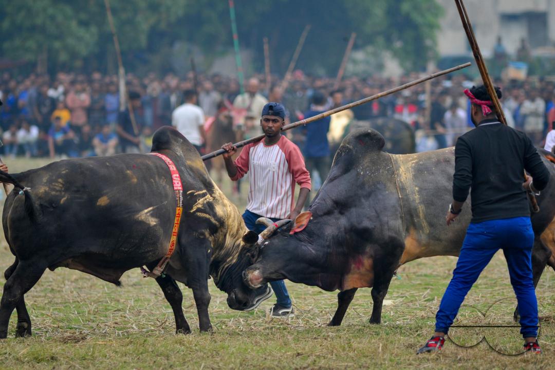 Two bulls competing in a huge bull fight organized by local residents at Khasarkandi field of Patli union of Jagannathpur upazila of Sunamganj district